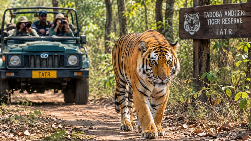 Close Encounter with Royal Bengal Tigers at TATR (Tadoba Andheri Tiger Reserve)